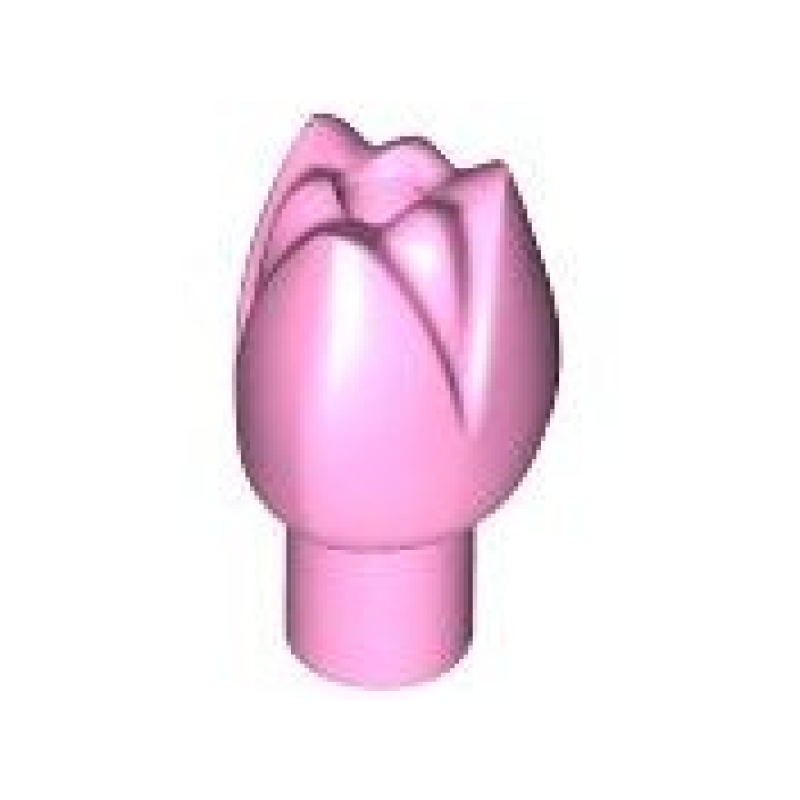 Plant Bloem Tulp Bright Pink