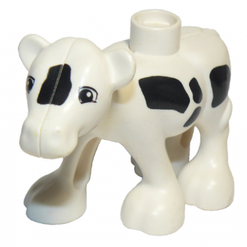 Koe, Baby, Kalf White