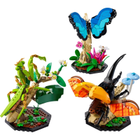  The Insect Collection