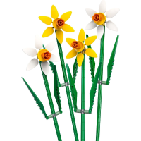 Daffodils